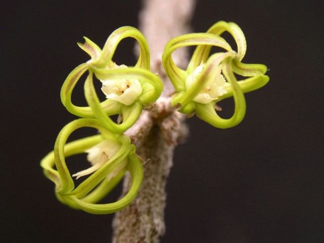 Cynanchum_marnieranum